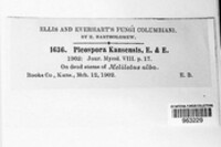 Image of Cilioplea kansensis